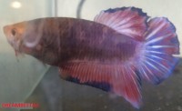 Betta Plakat XL