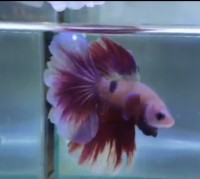 Pareja Bettas BUTERFLY-HALFMOON   Tailandia