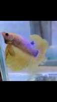 Betta Half Moon Yellow Pair