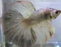 Betta Super Delta