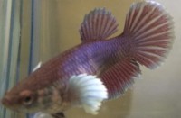 Betta Dumbo Lavander Pareja
