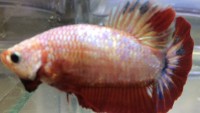 Betta Marmol Halfmoon Plakat