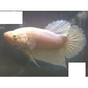 WHITE PKHM