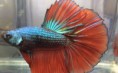 /products/betta-blue-red-dragon-halfmoon/