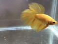 /products/betta-half-moon-yellow-pair1/