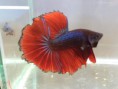 /products/betta-blue-red-dragon-halfmoon-pareja/