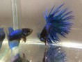/products/pareja-crowntail-azul/